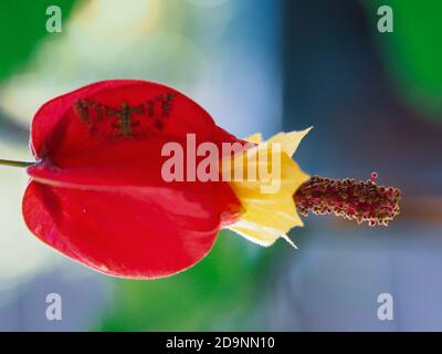 Blütenmakro einer winzigen Motte, die auf dem roten Kelch der brasilianischen Glockenblumen gezeichnet aussieht, vor einem bunten, verwischten Hintergrund, Stockfoto