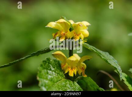 Goldnessel (Lamium galeobdolon), blühend, Oberbayern, Bayern, Deutschland Stockfoto