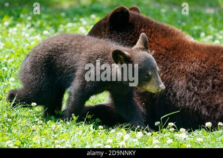 Schwarzbär (Ursus americanus), Mutter mit Jungtier, Frankreich Stockfoto