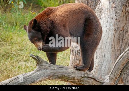 Schwarzer Bär (Ursus americanus), steht auf einem Zweig, Frankreich Stockfoto