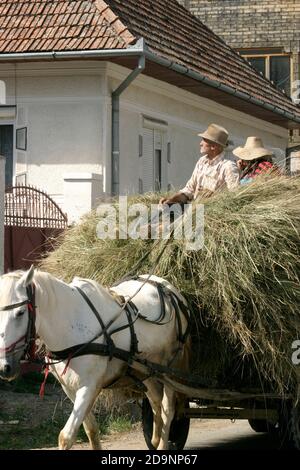 Siebenbürgen, Rumänien. Pferd zieht einen mit Heu gefüllten Karren, mit den Bauern oben. Stockfoto