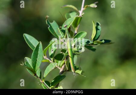 Europäische Gottesanbeterin (Mantis religiosa), Familie der Gottesanbeterin (Mantidae), gut getarnt zwischen den Blättern des Privatbusches, Wallis, Schweiz Stockfoto