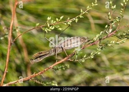 Europäische Gottesanbeterin (Mantis religiosa), Weibchen mit brauner Grundfarbe, Familie der Gottesanbeter, Wallis, Schweiz Stockfoto