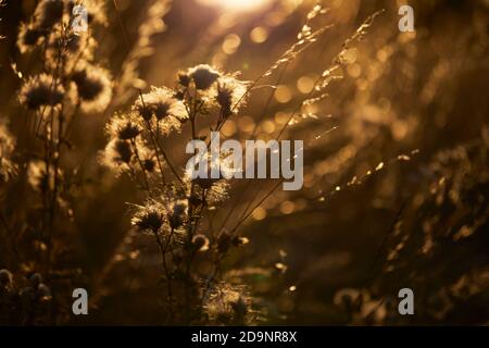 Sommer, Distel, Rücklicht Stockfoto