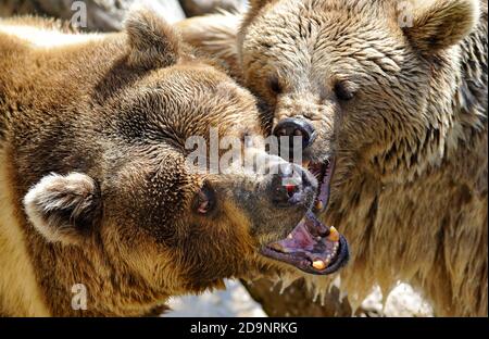 Die beiden braunen Baby-Grizzlybären spielen mit dem Mund Stockfoto