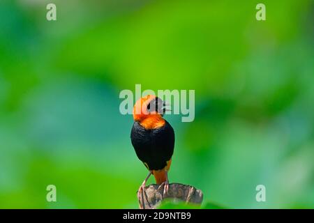 Southern Red Bishop (Euplectes orix) Calling on Barch, Durban Botanic Gardens, Südafrika Stockfoto