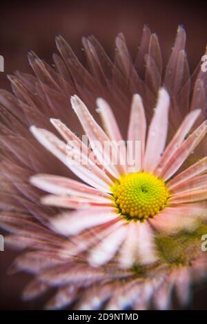 Rosa Chrysantheme Mums Blume Makro Nahaufnahme mit Prisma-Effekt Stockfoto