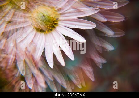 Rosa Chrysantheme Mums Blume Makro Nahaufnahme mit Prisma-Effekt Stockfoto