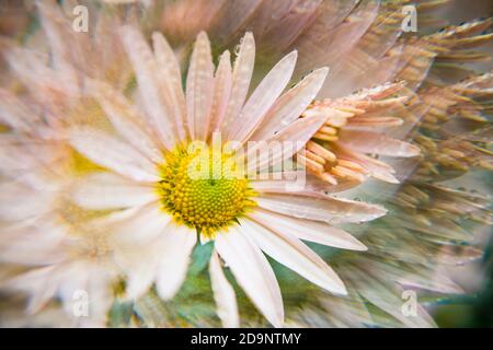 Rosa Chrysantheme Mums Blume Makro Nahaufnahme mit Prisma-Effekt Stockfoto