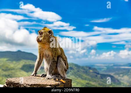 Makaken auf dem Gelände, (Macaca), Black River ViewPoint, Black River Gorges National Park, Mauritius, Afrika, Indischer Ozean Stockfoto