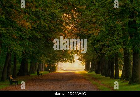 Deutschland, Bayern, Baumallee in Nymphenburg bei Sonnenaufgang Stockfoto