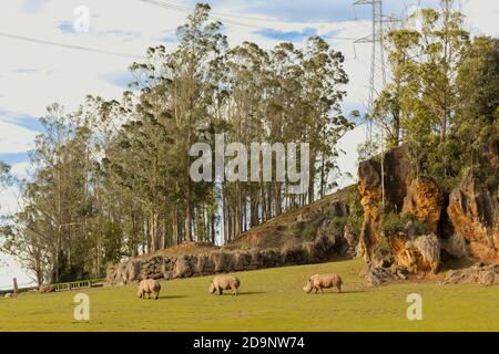 Eine schöne Aufnahme von Nashörnern auf einer Wiese Stockfoto