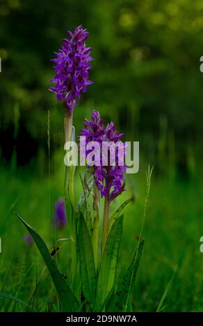 Breitblättrige Orchidee, Dactylorhiza majalis, Orchidee des Jahres 2020 Stockfoto