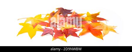 Bunte Herbstblätter auf weißem Hintergrund Stockfoto