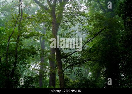 Ein wenig Nebel am frühen Morgen im Wald in den Baumwipfeln, Deutschland im Herbst Stockfoto