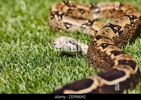 Nahaufnahme des Kopfes der Boa constrictor nicht giftig Schlange im Gras Stockfoto