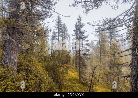 Bergwald an einem nebligen Morgen, natürliche alpine Landschaft, naturpark dolomiti d'ampezzo, belluno, venetien, italien Stockfoto