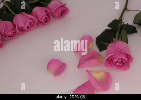 Eine Nahaufnahme von rosa Rosen und gefallenen Blütenblättern Eine weiße Oberfläche Stockfoto