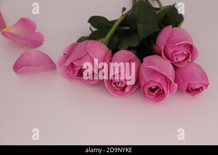 Eine Nahaufnahme von rosa Rosen und gefallenen Blütenblättern Eine weiße Oberfläche Stockfoto