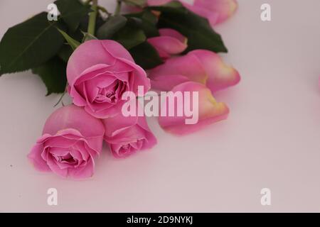 Eine Nahaufnahme von rosa Rosen und gefallenen Blütenblättern Eine weiße Oberfläche Stockfoto