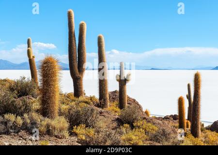Riesige Atacama Kaktus auf der Insel Incahuasi, mit Blick auf den Salar de Uyuni (Salzsee Uyuni) im Altiplano von Bolivien, Südamerika. Stockfoto