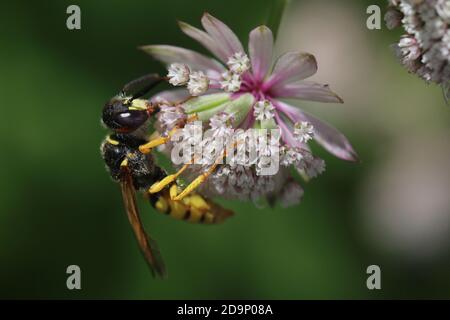 Bienenwolf, Philanthus triangulum, große Sterndolde, Grabenwespe, Astratia Major, Naturgarten Stockfoto