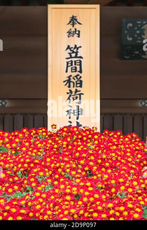 asakusa, japan - november 03 2019: Rote Chrysanthemum-Blumen auf der Ausstellung für die Herbst-Grand-Festival Helds in Meiji Jingū Schrein während der Jubiläen Stockfoto