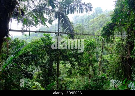 Costa Rica Arenal Volcano National Park - Wandern und Baum Top Walk Stockfoto