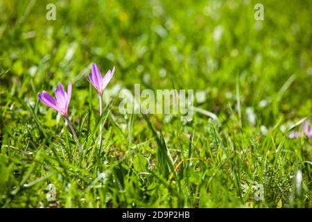 Blühende Herbstkrokus auf einer Wiese Stockfoto