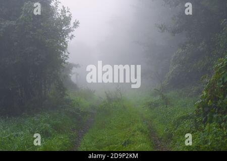 Nebel am frühen Morgen auf einem landwirtschaftlichen Pfad im Herbst, selektive Schärfe, Schärfe im Vordergrund Stockfoto