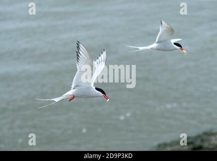 Fliegende Seeschwalbe (Sterna paradiesaea) mit Fischen im Schnabel, Nordseeküste, Schleswig-Holstein, Deutschland Stockfoto