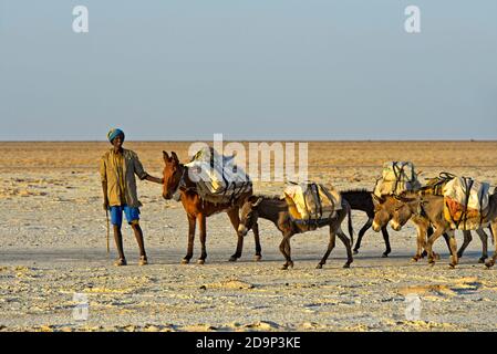 Shepherd mit Gruppe von Eseln Transport von Salzblöcken über den Assale Salzsee, Danakil Depression, Afar Region, Äthiopien Stockfoto