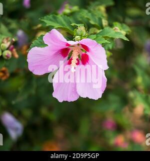 Rosa Hibiscus syriacus althea, Rose von sharon, einzelne Blüte unter Blütenknospen. USA. Stockfoto