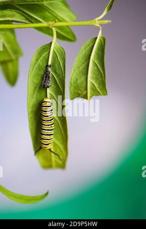 Eine befutterte Raupe, die während des fünften Augenwindes Haut abgibt und auf Sumpfmilchkraut ruht, in einem Schmetterlingskäfig. Asclepias, „Cinderella“. USA Stockfoto