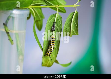 Eine befutterte Raupe, die während des fünften Augenwindes Haut abgibt und auf Sumpfmilchkraut ruht, in einem Schmetterlingskäfig. Asclepias, „Cinderella“. USA Stockfoto