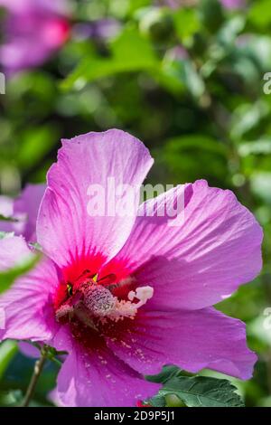 Eine Hummel, Bombus, ist an einem sonnigen Sommertag vollständig mit Pollen in einer Hibiscus syriacus althea rosa Blüte bedeckt. Kansas, USA. Stockfoto