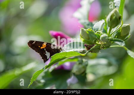 Silberfleckiger Schiffer-Schmetterling, Epargyreus clarus, ruhend auf dem Blatt einer Rose des sharon-Strauches, althea. USA. Stockfoto
