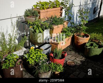 Kräutergarten in Töpfen Stockfoto