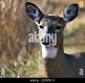 Porträt von Wildtieren, die in der Mission Marsh Area in Thunder Bay, Ontario, Kanada, leben. Stockfoto