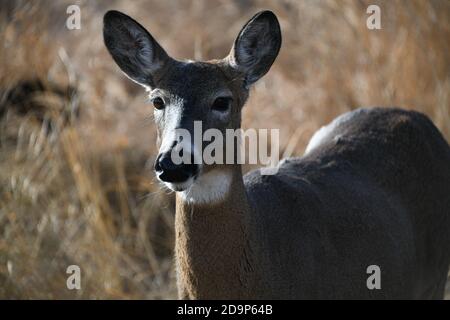 Wildhirsche leben in der Mission Marsh Area in Thunder Bay, Ontario, Kanada. Stockfoto