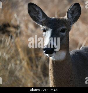 Wildhirsche leben in der Mission Marsh Area in Thunder Bay, Ontario, Kanada. Stockfoto