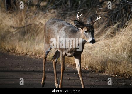 Wildhirsche leben in der Mission Marsh Area in Thunder Bay, Ontario, Kanada. Stockfoto