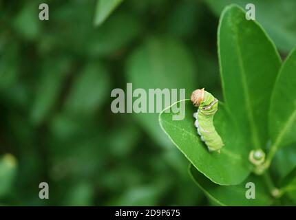 Nahaufnahme 5. Instar Vibrant Green Lime Swallowtail Caterpillar's Head mit Verschwommener Schwanz kriecht auf einem Blatt aus einem Lindenbaum Stockfoto