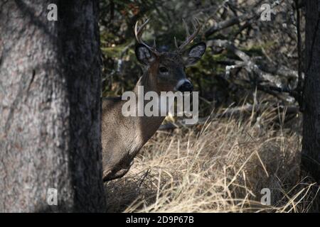 Wildhirsche leben in der Mission Marsh Area in Thunder Bay, Ontario, Kanada. Stockfoto