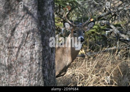 Wildhirsche leben in der Mission Marsh Area in Thunder Bay, Ontario, Kanada. Stockfoto