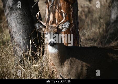 Wildhirsche leben in der Mission Marsh Area in Thunder Bay, Ontario, Kanada. Stockfoto