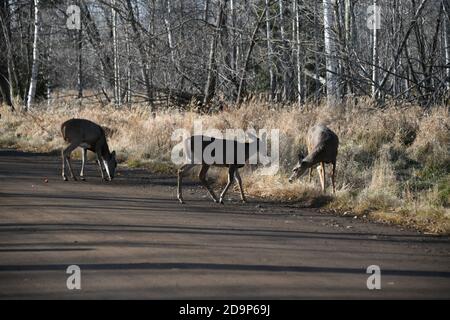 Wildhirsche leben in der Mission Marsh Area in Thunder Bay, Ontario, Kanada. Stockfoto