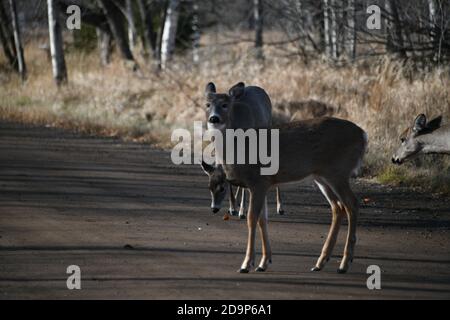 Wildhirsche leben in der Mission Marsh Area in Thunder Bay, Ontario, Kanada. Stockfoto