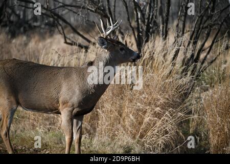 Wilde männliche Hirsche, die in der Mission Marsh Area in Thunder Bay, Ontario, Kanada, leben. Stockfoto