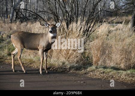 Wilde männliche Hirsche, die in der Mission Marsh Area in Thunder Bay, Ontario, Kanada, leben. Stockfoto